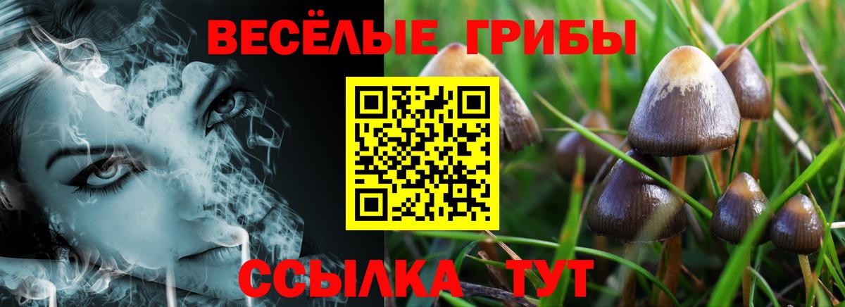 Псилоцибиновые грибы мицелий Борзя